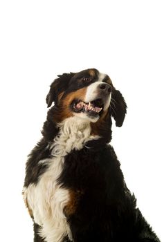 Bernese Mountain Dog (Berner Sennenhund) in studio with white background