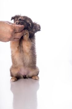 Cute little chihuahua puppy isolated in white background being fed by human hand