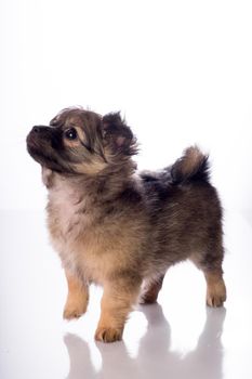 Cute little chihuahua puppy isolated in white background