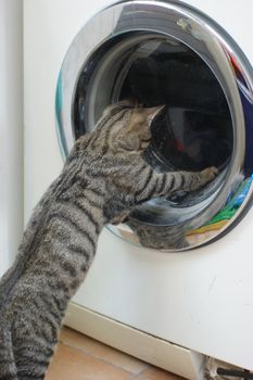 Curious tabby cat kitten playing with the tumbling laundry in the washingmachine