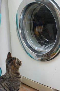 Curious tabby cat kitten playing with the tumbling laundry in the washingmachine