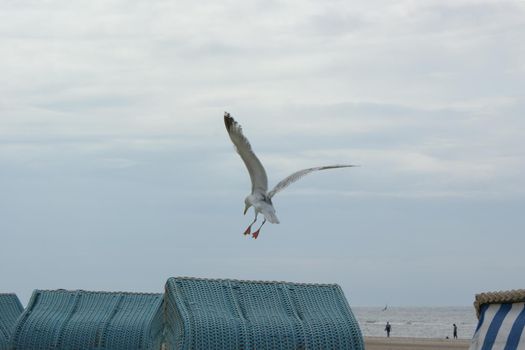 Seagull trying to land on a rotan beach chair on a cloudy day