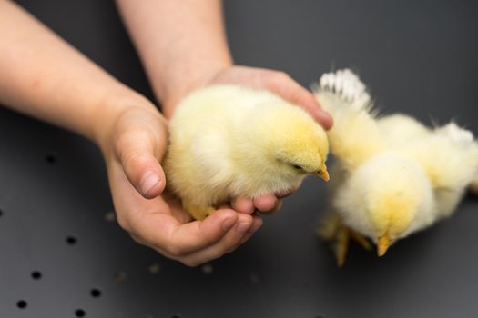 Yellow chick in hands of a boy on a table