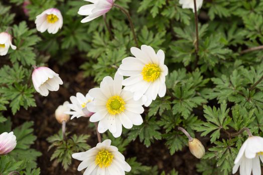 Flower bed with wood anemone flowers (anemone nemorosa) in a spring garden Keukenhof Netherlands