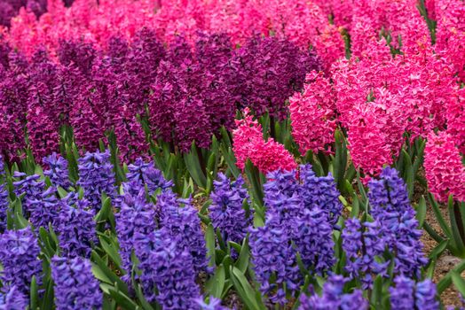 Blooming pink and purple flowers of hyacinth in a spring garden in The Keukenhof in The Netherlands