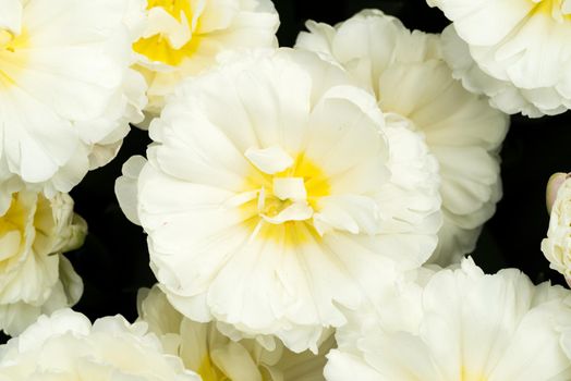 Close-up of a white tulip  seen from above on a sunny day