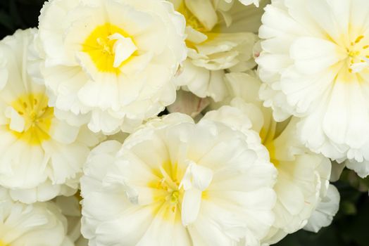 Close-up of a white tulip  seen from above on a sunny day