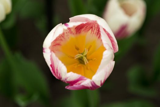 Top view close-up of a red and white tulip "Tulipa Di Di" with other tulips in the background on a sunny day