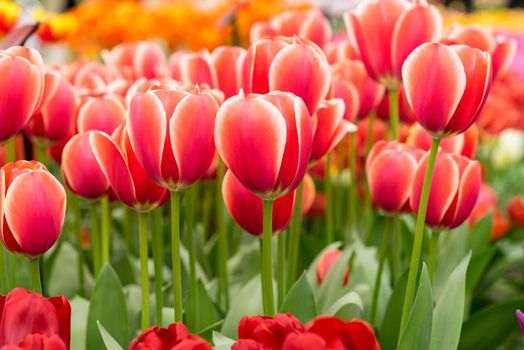 Field of a red and white tulips with other tulips in the background on a sunny day