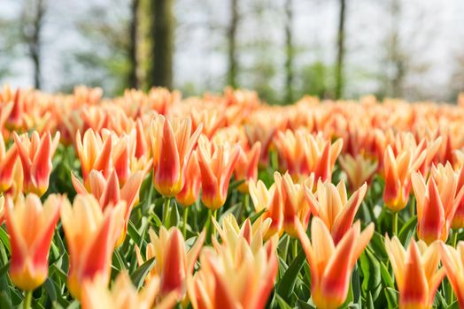 Field of red and yellow tulips with other tulips in the background on a sunny day full frame