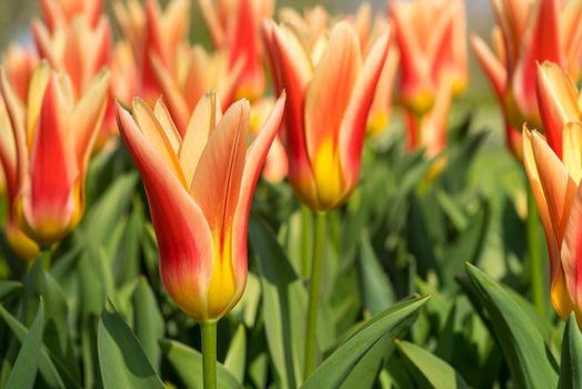 Close-up of red and yellow tulips with other tulips in the background on a sunny day full frame