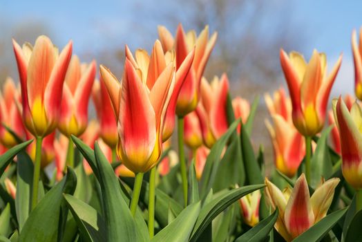 Close-up of red and yellow tulips with other tulips in the background on a sunny day full frame