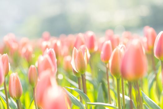 Field of soft pink tulips in an early summer sun with copy space