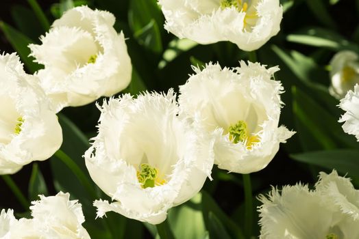 Top view of a field of white tulips in the sunlight