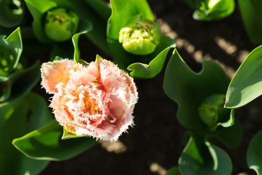 Close-up of a pink tulip seen from above with tulip buds and leafs on a sunny day