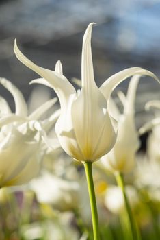 Close-up of a white tulip hybrid "White Star" with other tulips in the background on a sunny day