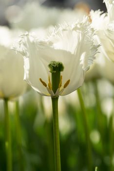 Close-up of a white tulip cut in half with stamen and pistils visible with other white tulips in the background on a sunny day