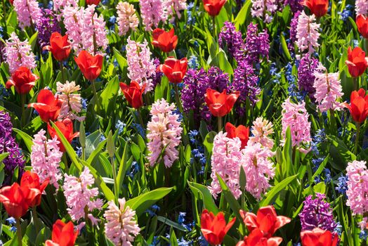 Field of mixed flowers blooming with hyacinth and tulip on a sunny summer day