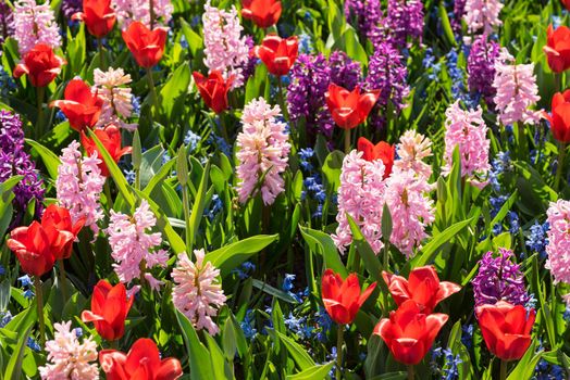 Field of mixed flowers blooming with hyacinth and tulip on a sunny summer day