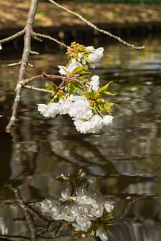 Branches with cherry blossom hanging over a brook in the spring