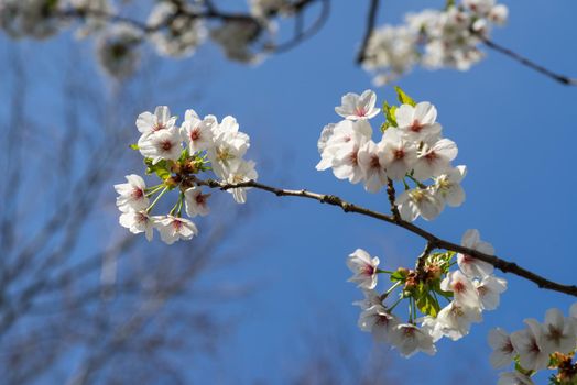 Cherryblossom in spring in the sun against a clear blue sky