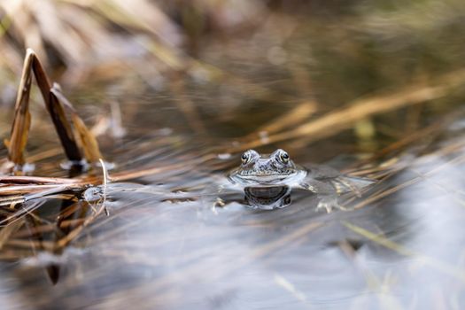 Half submerged frog watching ahead