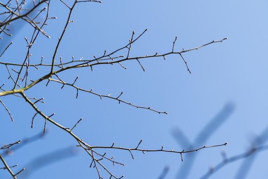 Bare banches with buds against a clear blue sky in early spring