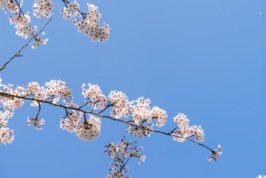 Cherryblossom in spring in the sun against a clear blue sky