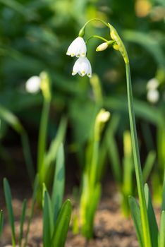 Leucojum vernum flowers, early spring snowflakes in the  spring sun in the garden