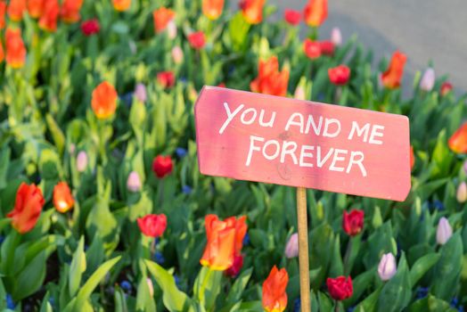 Pink sign in a bed of red tulips saying 'you and me forever'