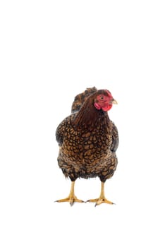 Wyandotte bantam Chicken golden laced in white background