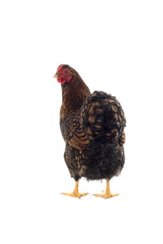 Wyandotte bantam Chicken golden laced in white background