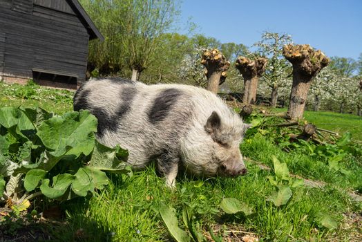 Pot-bellied Pig walking in the grass on a farm