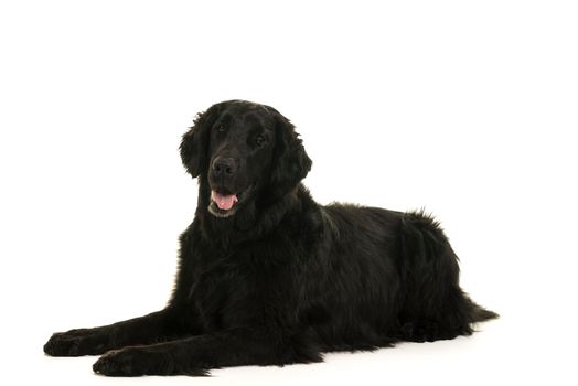 Black flatcoated retriever dog studio shot full body