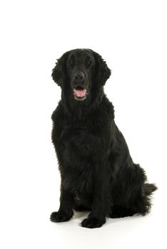 Black flatcoated retriever dog studio shot full body