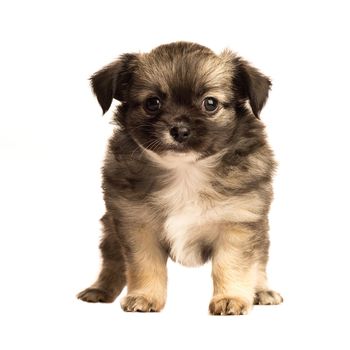 Cute little chihuahua puppy isolated in white background front view