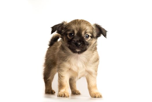 Cute little chihuahua puppy isolated in white background front view