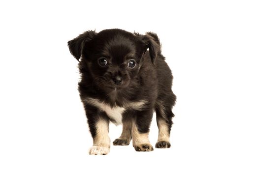 Cute little chihuahua puppy isolated in white background