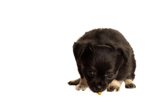 Cute little chihuahua puppy isolated in white background eating