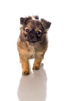 Cute little chihuahua puppy isolated in white background front view