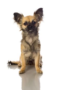 Cute little chihuahua long haired with butterfly ears isolated in white background