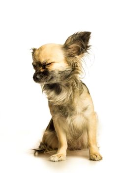 Cute little chihuahua long haired with butterfly ears isolated in white background