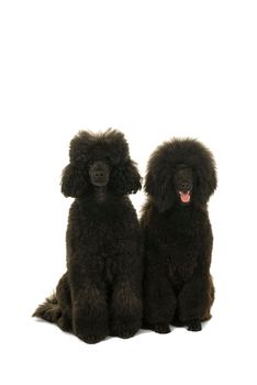 Two black king poodles isolated in white