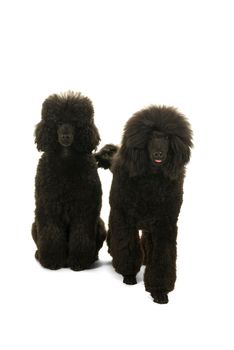Two black king poodles isolated in white