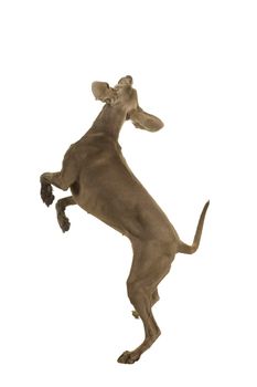 Young female weimaraner dog jumping sideways facing away from the camera full body isolated in white