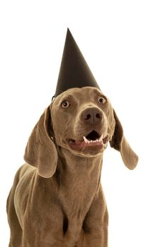 Funny cute young weimaraner dog head wearing a party hat looking at the camera isolated in white