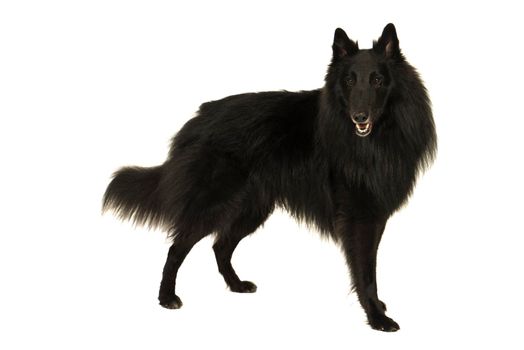 Portait of a black groenendaeler belgian shepherd dog isolated on white looking at the camera