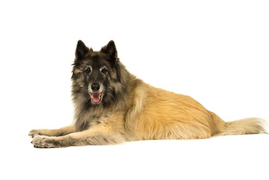 Portrait of a senior tervueren shepherd dog lying down sideways isolated on a white background