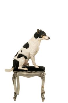 Dutch boerenfox terrier dog sitting in a chair facing sideways isolated on a white background