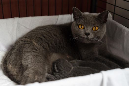 British Shorthair cat, mother, with two kittens in a bench looking at the camera protecting her young